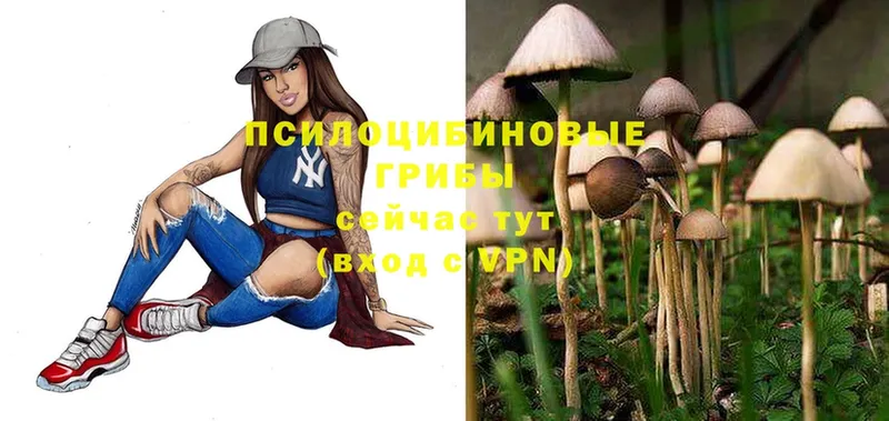 Псилоцибиновые грибы Psilocybe  Бутурлиновка 